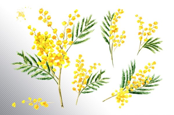 Мимоза желтая цветок рисунок