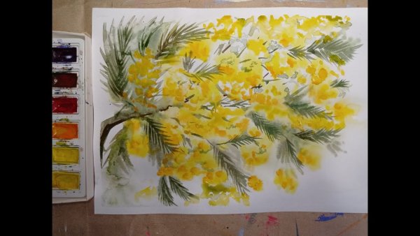 Рисуем мимозу акварелью поэтапно