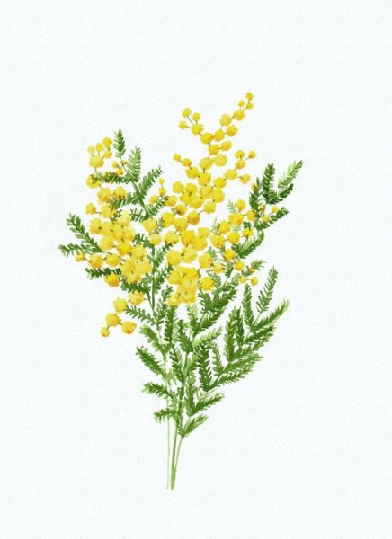 Мимоза акварелью