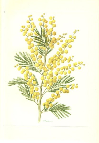 Ветка мимозы