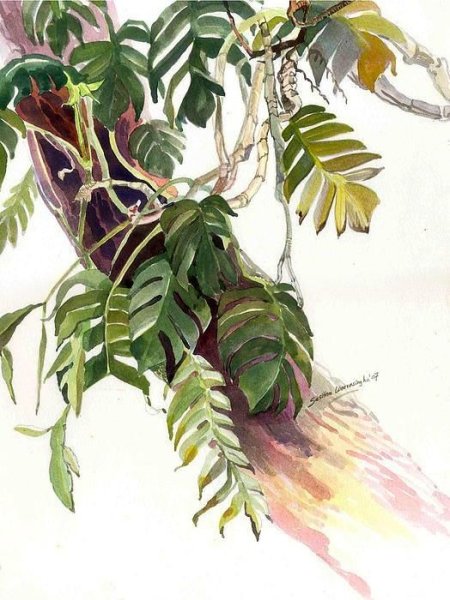 Джунгли акварель