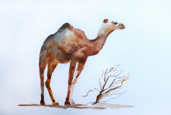 Верблюд пастелью