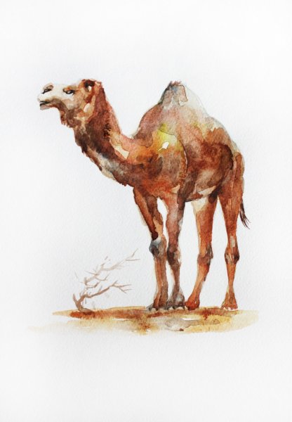 Верблюд красками