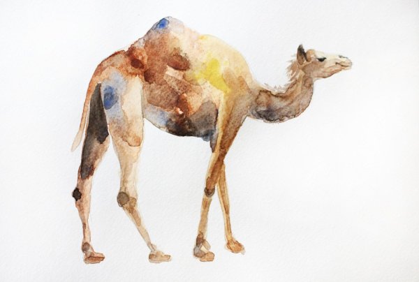 Верблюд арт