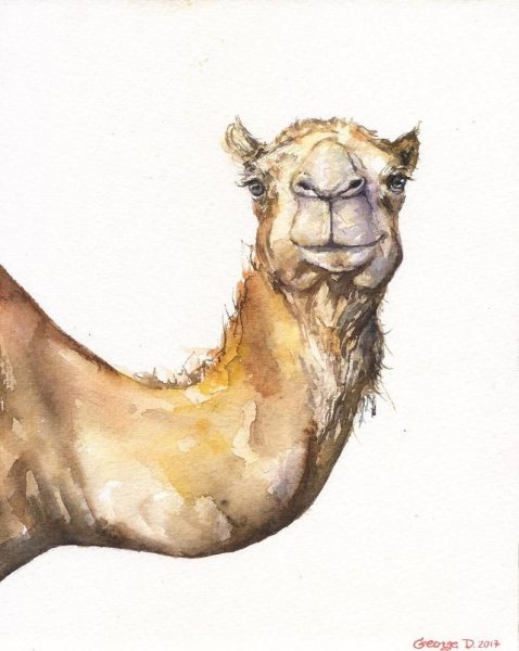Верблюд акварелью