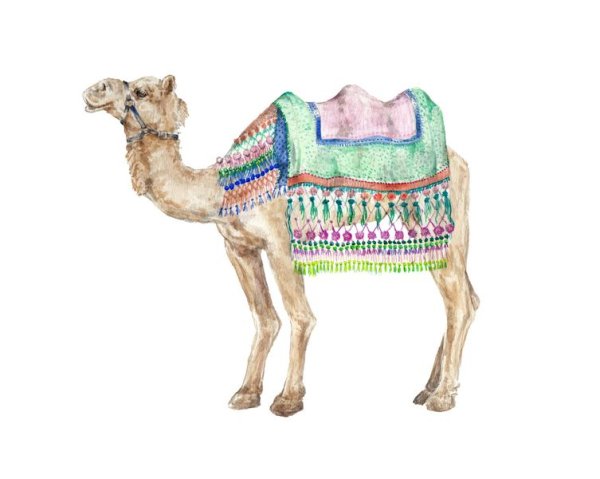 Верблюд акварелью
