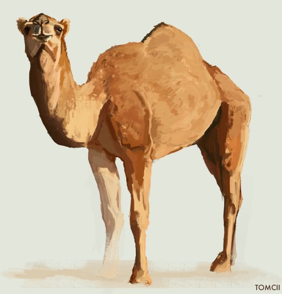 Верблюд акварелью