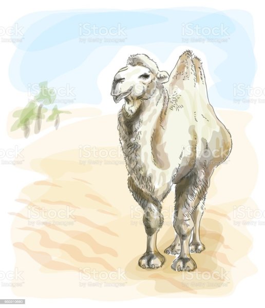 Верблюд акварелью