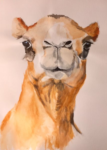 Верблюд акварелью