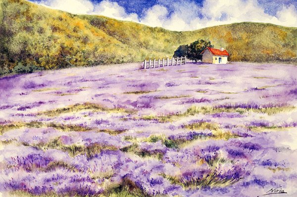 Лавандовое поле акварелью