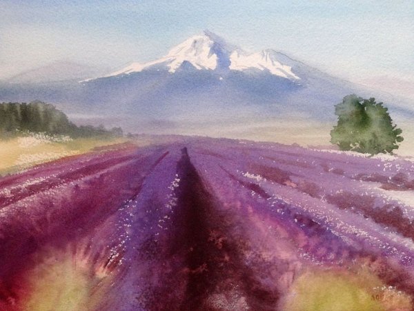 Поле лаванды акварелью