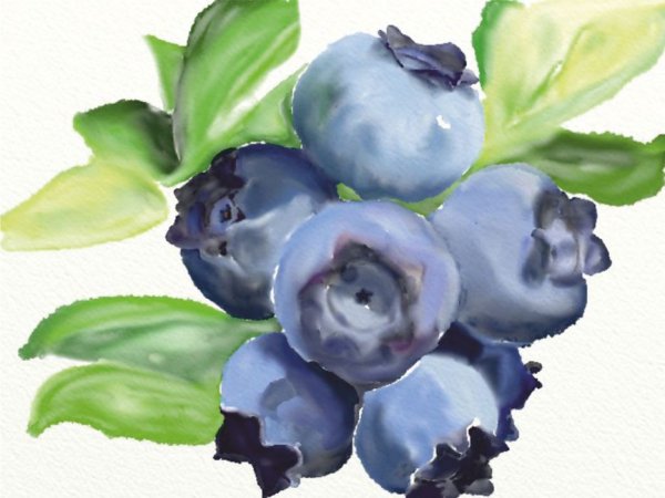 Голубика акварелью