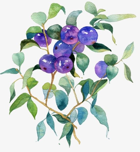 Акварельные ягоды