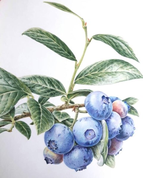 Ягода черники акварель