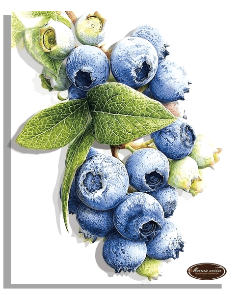 Голубика акварелью