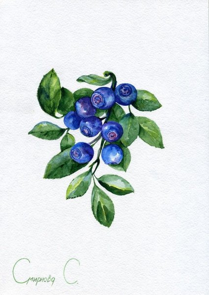 Черника акварель