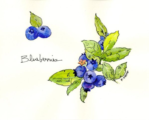 Черника акварель эскиз