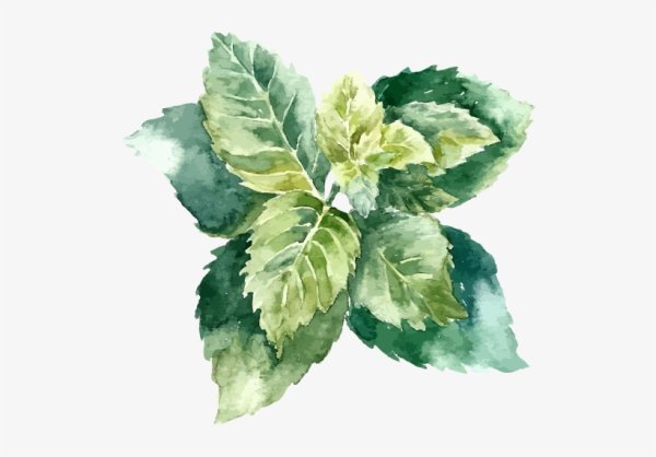 Мята акварель