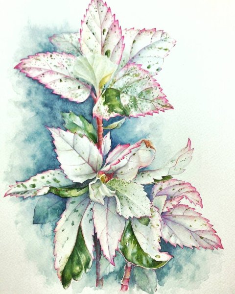 Мята зарисовка в акварели