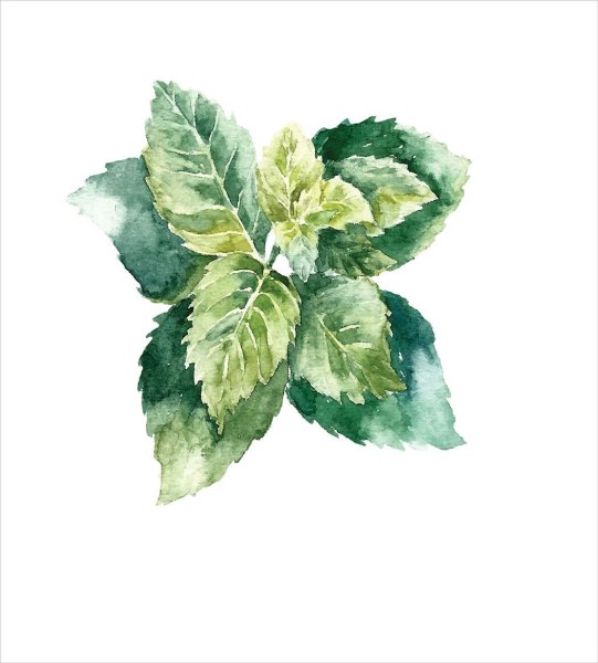 Мята акварель