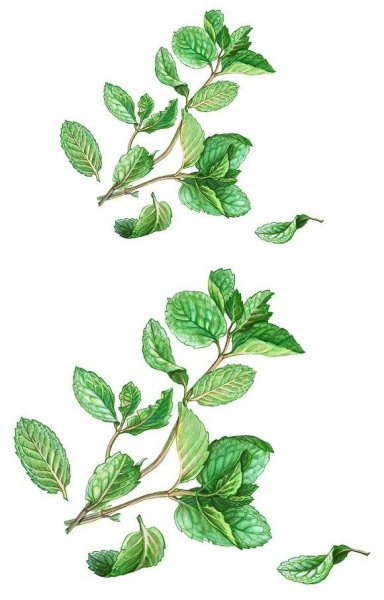 Веточка мяты картина