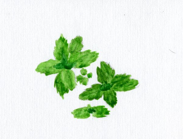 Листья мяты акварель