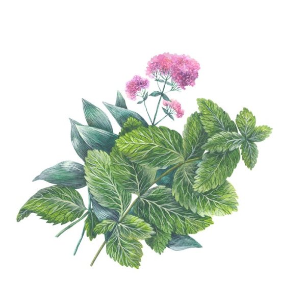 Душица акварель