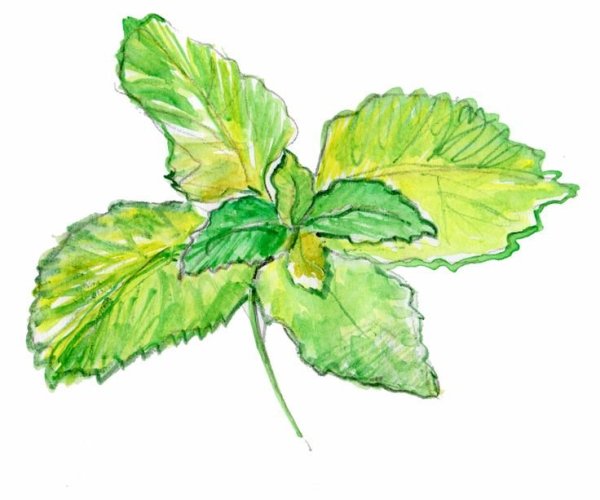 Листья мяты акварель