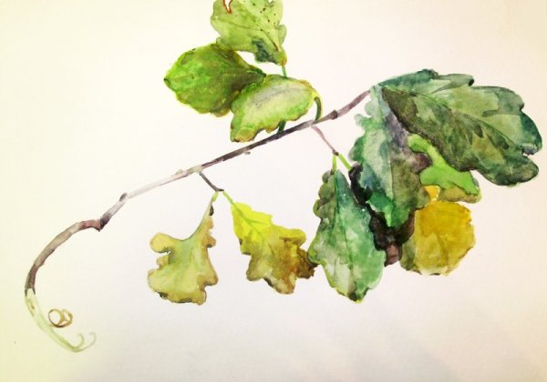 Этюд листьев акварелью