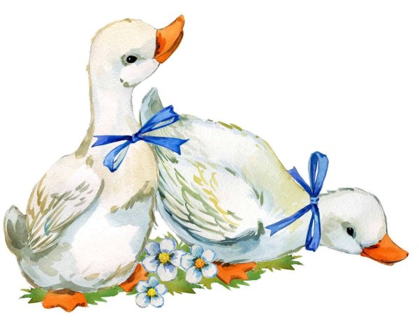 Гусь рисунок акварель