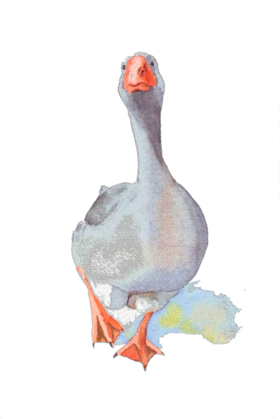 Гусь иллюстрация