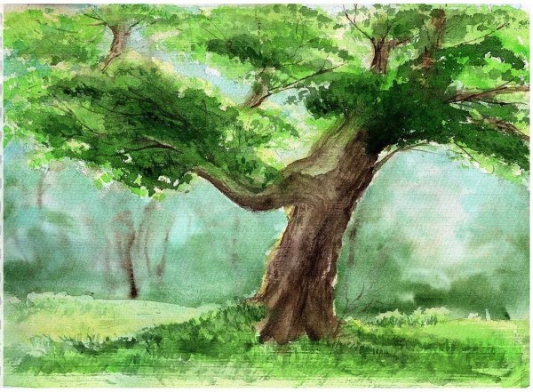 Могучий дуб акварель