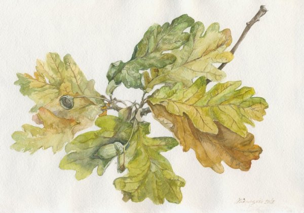Листья дуба акварелью