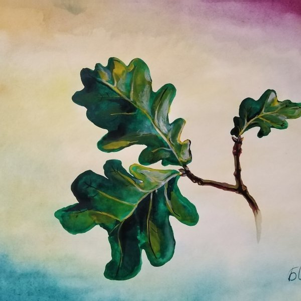 Дуб акварелью