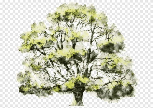 Акварельные деревья для фотошопа