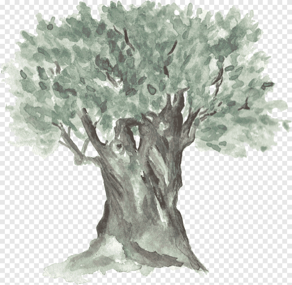 Дерево акварель на прозрачном фоне
