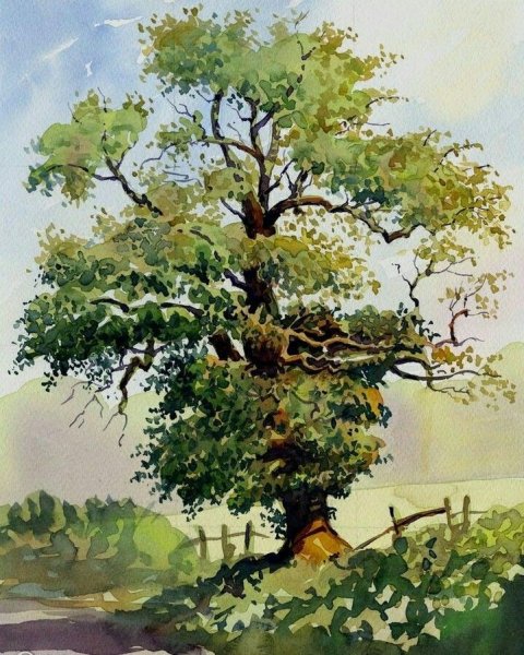 Живописное дерево акварелью