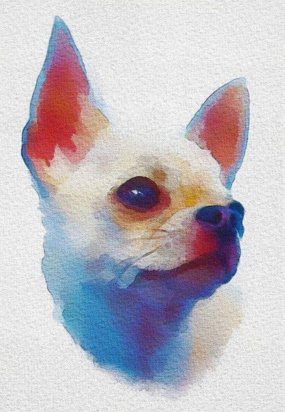Чихуахуа живопись акварелью