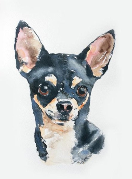 Чихуахуа акварелью