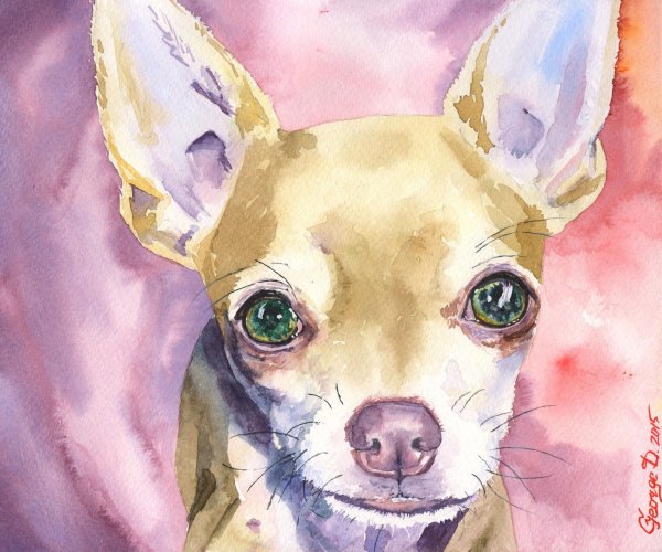Чихуахуа акварелью