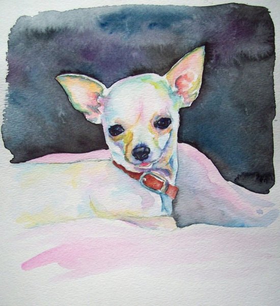 Чихуахуа гуашью