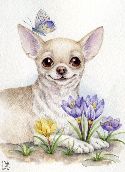 Чихуахуа акварелью