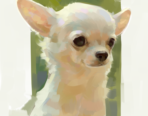 Акварель той терьер