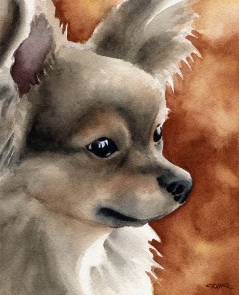 Собака чихуахуа акварель