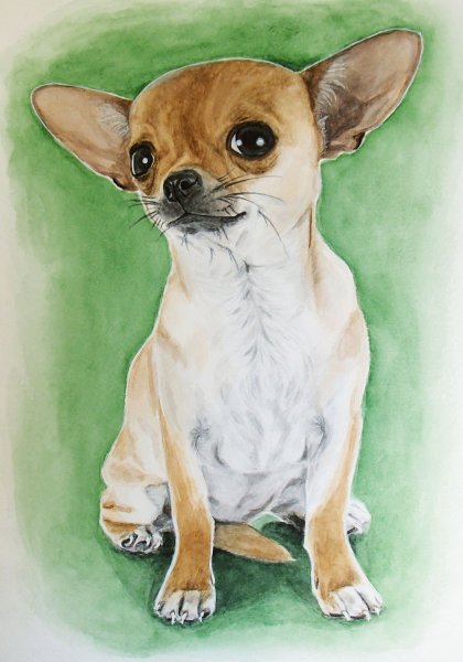 Чихуахуа красивый рисунок