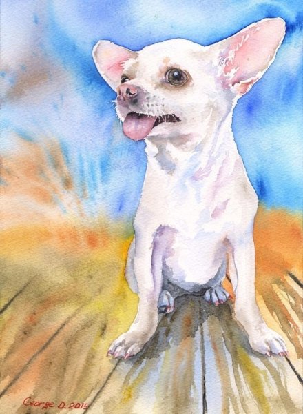 Чихуахуа акварелью