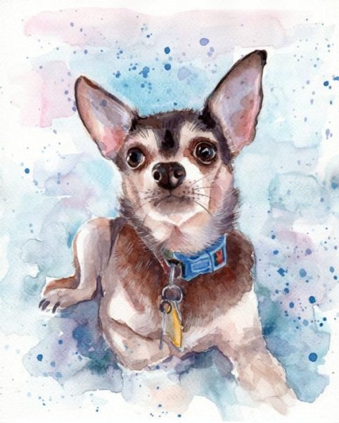 Чихуахуа рисунок акварелью