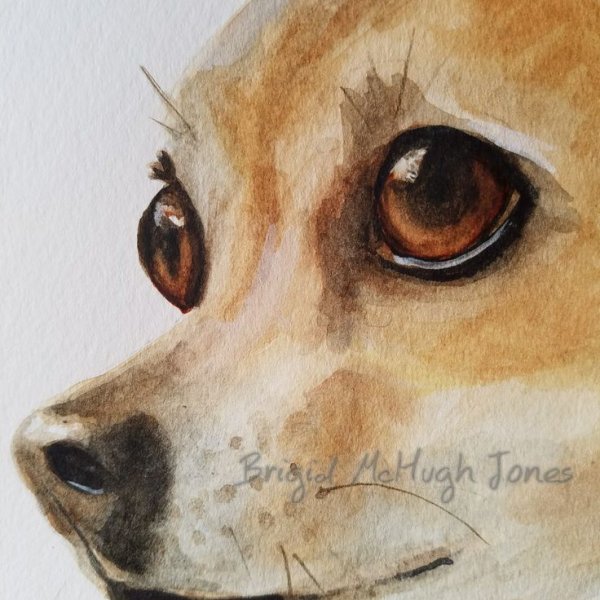 Постер чихуахуа