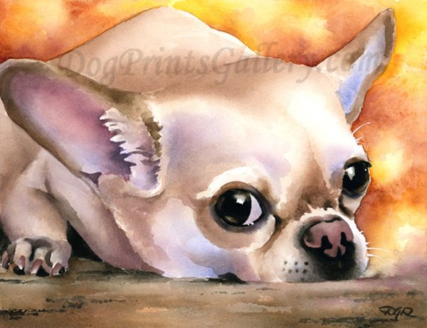 Чихуа акварель