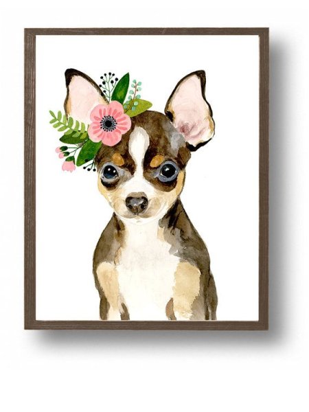 Чихуахуа стрижка рисунок